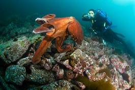 Plakat podwodne owoce morza morze natura zwierzę