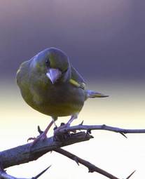 Naklejka wiejski drzewa zwierzę śpiew ptak