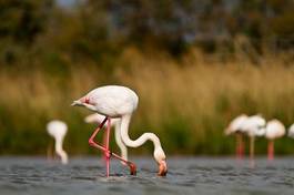 Plakat ptak ornament zwierzę flamingo