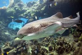 Plakat rafa tropikalny australia ryba byk