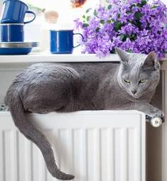 Fotoroleta zwierzę portret kwiat rasowy kot