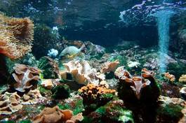 Plakat natura ryba podwodne tropikalny koral