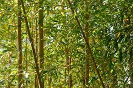 Plakat azja roślina bambus
