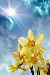 Plakat świeży narcyz ogród kwiat