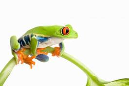 Plakat żaba płaz natura zwierzę tropikalny