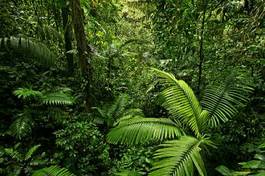 Plakat tropikalny palma roślina karaiby drzewa