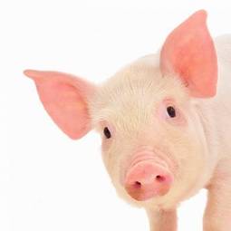 Plakat świnia ssak rolnictwo