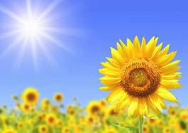 Plakat słonecznik lato roślina niebo