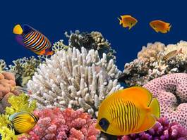 Plakat zwierzę tropikalny egzotyczny podwodne