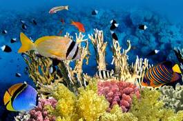 Plakat zwierzę tropikalna ryba woda wyspa koral