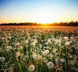 Plakat kwiat słońce trawa zmierzch ogród