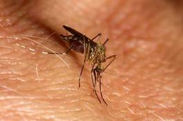 Plakat cięty ukąszenie zbliżenie komar ssać