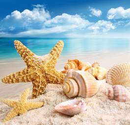 Plakat tropikalny wybrzeże plaża obraz raj