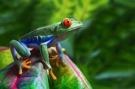 Plakat tropikalny żaba kostaryka roślina natura