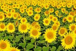 Plakat roślina słonecznik natura lato słońce
