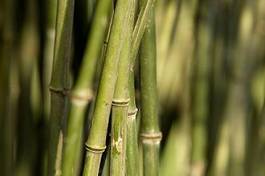 Naklejka dziki roślina natura bambus drewno