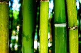 Naklejka azja bambus zen tropikalny