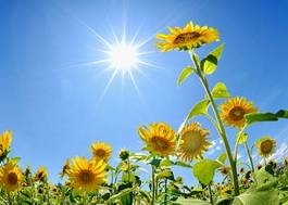 Plakat słonecznik kwiat lato krajobraz ładny