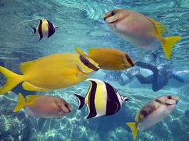 Plakat ryba tropikalny rafa podwodne australia