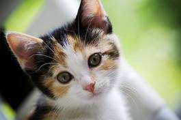 Plakat kociak kot ładny