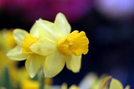 Plakat narcyz kwiat żółty sprężyna dusza