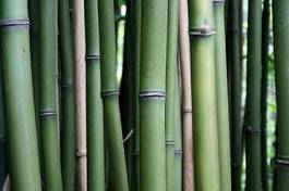 Plakat bambus roślina las