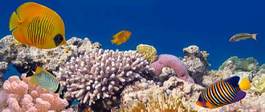 Plakat podwodne rafa motyl tropikalny