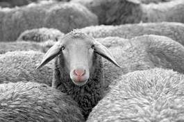 Plakat widok owca wyróżniać się uważać alert