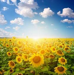 Plakat kwiat słońce wiejski natura pejzaż