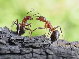 Fotoroleta zwierzę stosunek komunikacja owad łącze