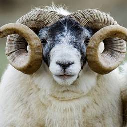 Plakat stado rolnictwo zwierzę owca