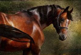 Plakat koń arabian obraz portret olej