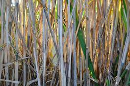 Obraz na płótnie natura bambus ogród roślina trawa