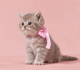 Plakat zwierzę kot kociak ładny