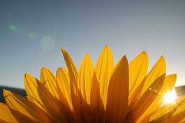 Plakat kompozycja ładny roślina słońce