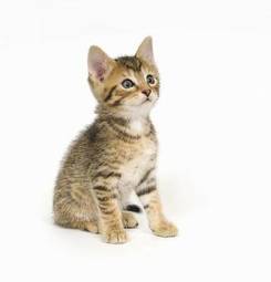 Plakat ładny oko kot zwierzę kociak