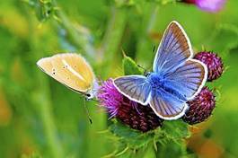 Plakat para natura motyl dzień niebieski
