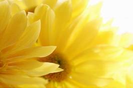 Plakat piękny kwiat bukiet słońce natura