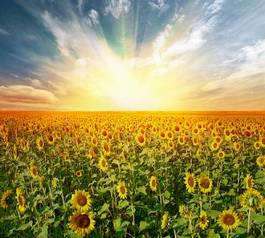 Plakat słońce pole słonecznik