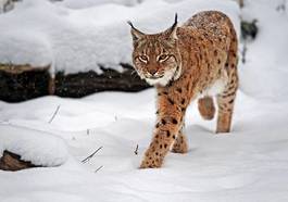 Plakat śnieg dziki kot natura norwegia