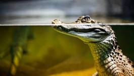 Plakat natura dżungla aligator