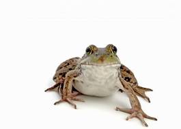 Obraz na płótnie żaba zwierzę oko gad