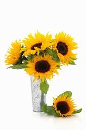 Plakat słońce słonecznik lato kwiat natura