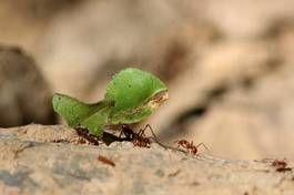 Plakat liść mrówka peru 