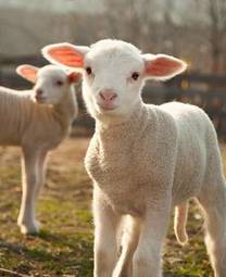 Naklejka owca miłość trawa jedzenie