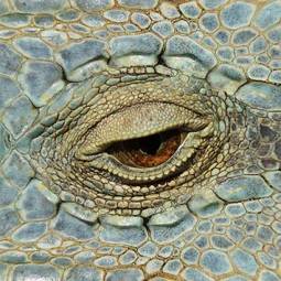 Plakat zwierzę smok dinozaur kameleon