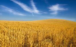 Naklejka rolnictwo wiejski pszenica zboże
