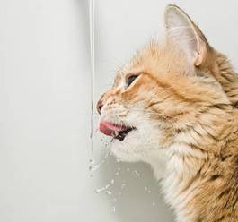 Naklejka świeży zwierzę kot ssak woda