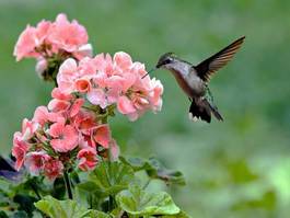 Plakat ogród ptak natura kwiat koliber