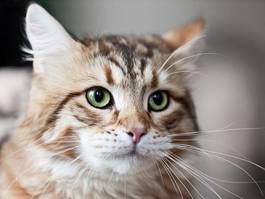 Fotoroleta twarz uroczego kociaka